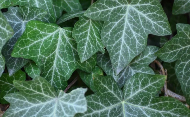 Kleinbladige klimop (Hedera helix 'Normandy Carpet')
