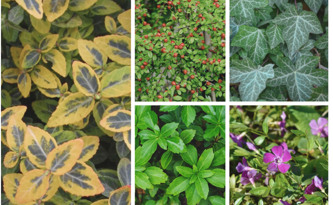 #5 Favoriete groenblijvende bodembedekkers