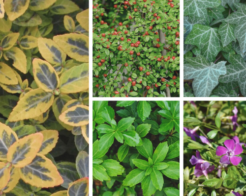 #5 Favoriete groenblijvende bodembedekkers