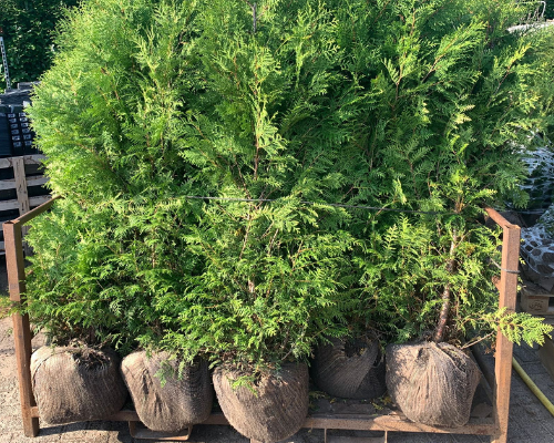 Alles wat je moet weten over bos- en haagplantsoen