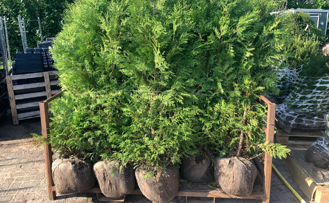 Alles wat je moet weten over bos- en haagplantsoen