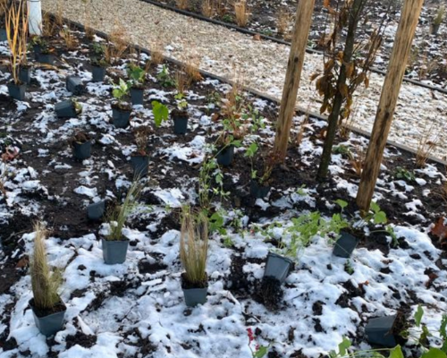 Planten in de winter, het kan wel!
