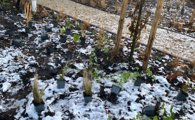 Planten in de winter, het kan wel!