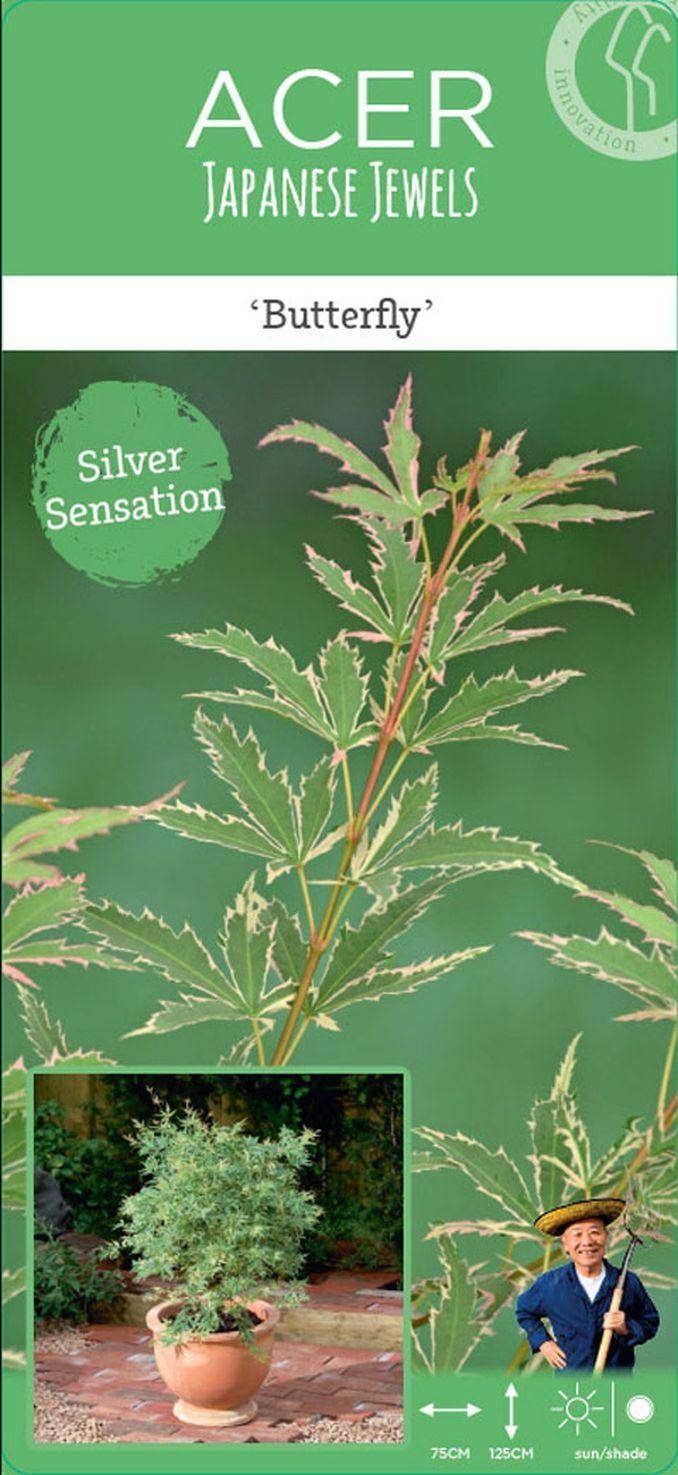 Japanse esdoorn (Acer palmatum 'Butterfly')