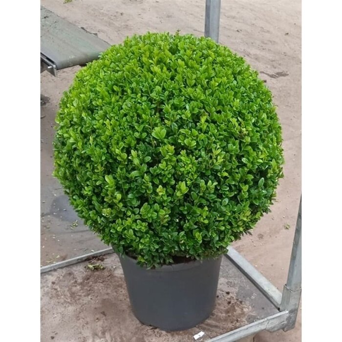 Buxus bol  - Buxus sempervirens (Bol)