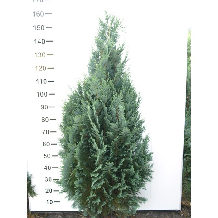 Blauwe haagconifeer - Chamaecyparis lawsoniana 'Columnaris'