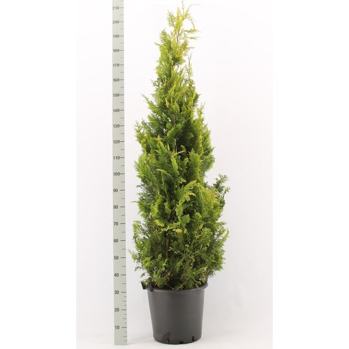 Gele conifeerhaag - Chamaecyparis lawsoniana 'Ivonne'