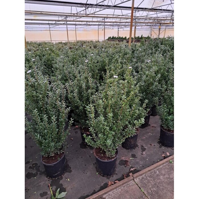 Hulsthaag - Ilex crenata 'Caroline Upright'