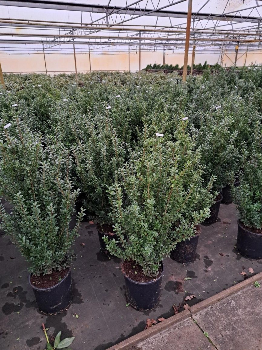 Hulsthaag - Ilex crenata 'Caroline Upright'