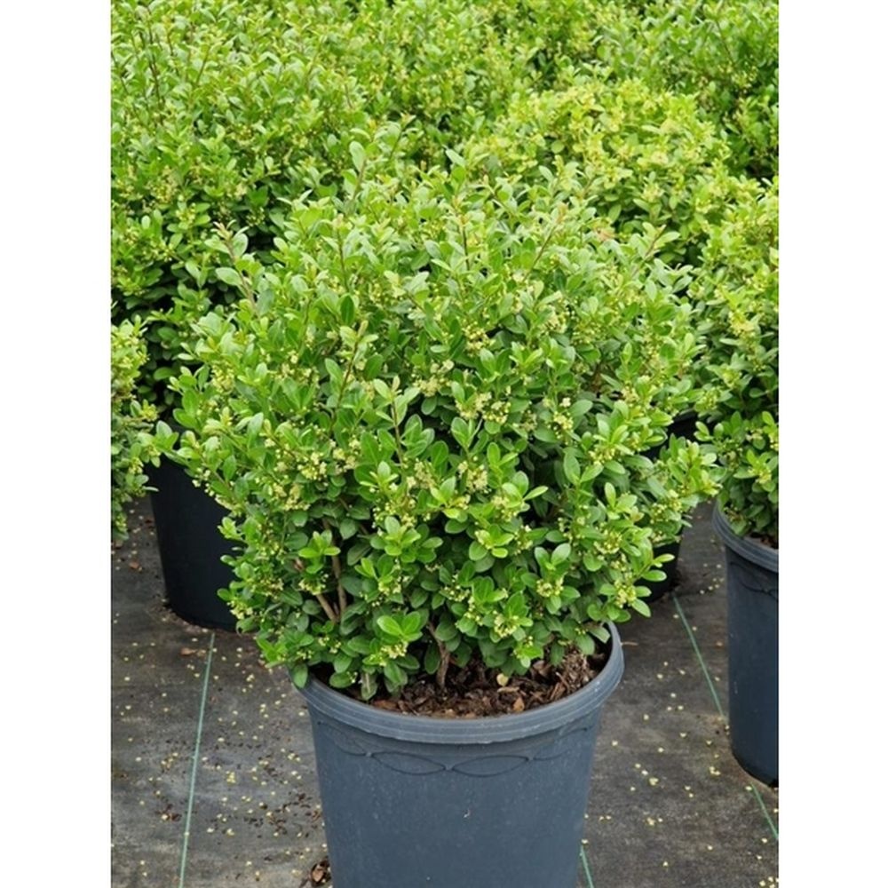 Hulsthaag - Ilex crenata 'Caroline Upright'