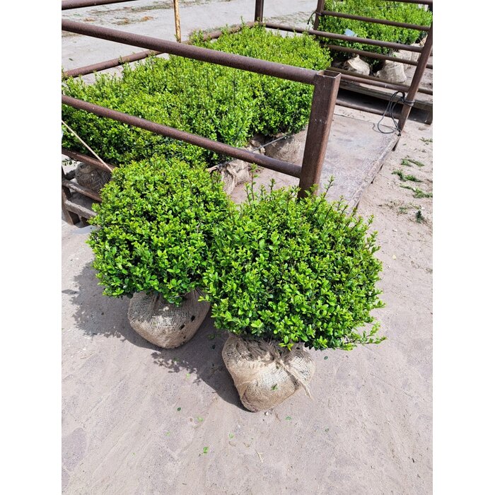 Hulsthaag - Ilex crenata 'Caroline Upright'