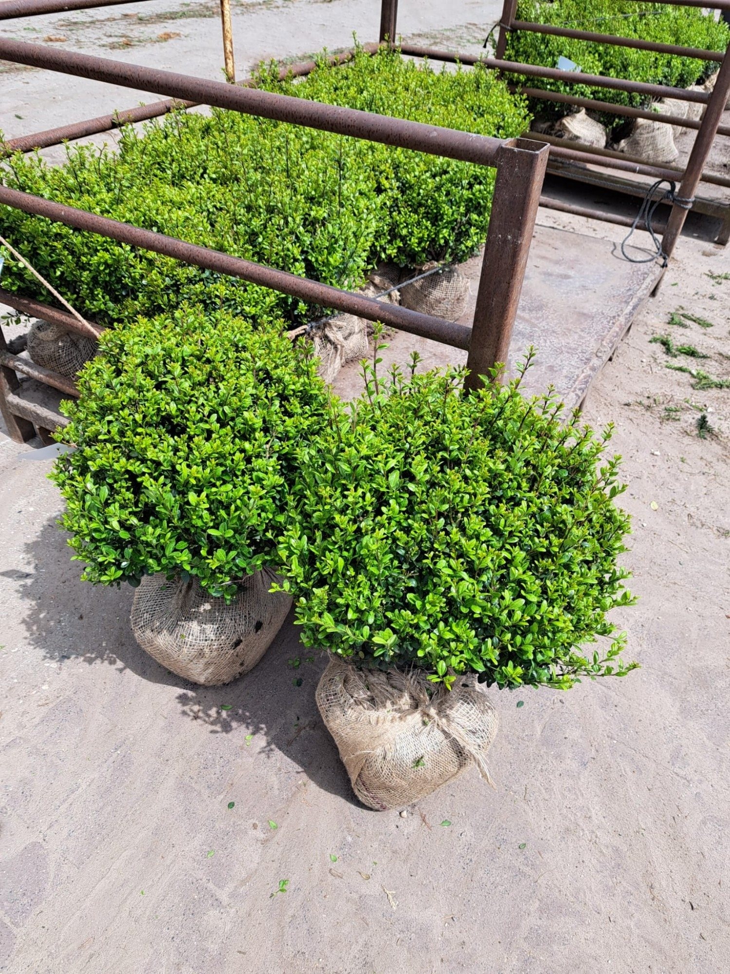 Hulsthaag - Ilex crenata 'Caroline Upright'