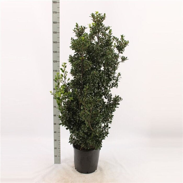 Hulsthaag - Ilex meserveae 'Heckenstar'