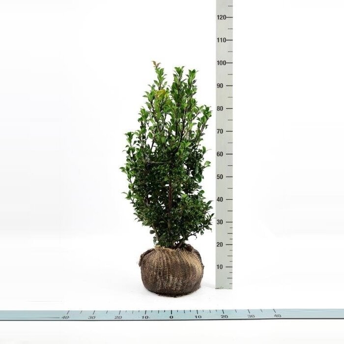 Hulsthaag - Ilex meserveae 'Heckenstar'