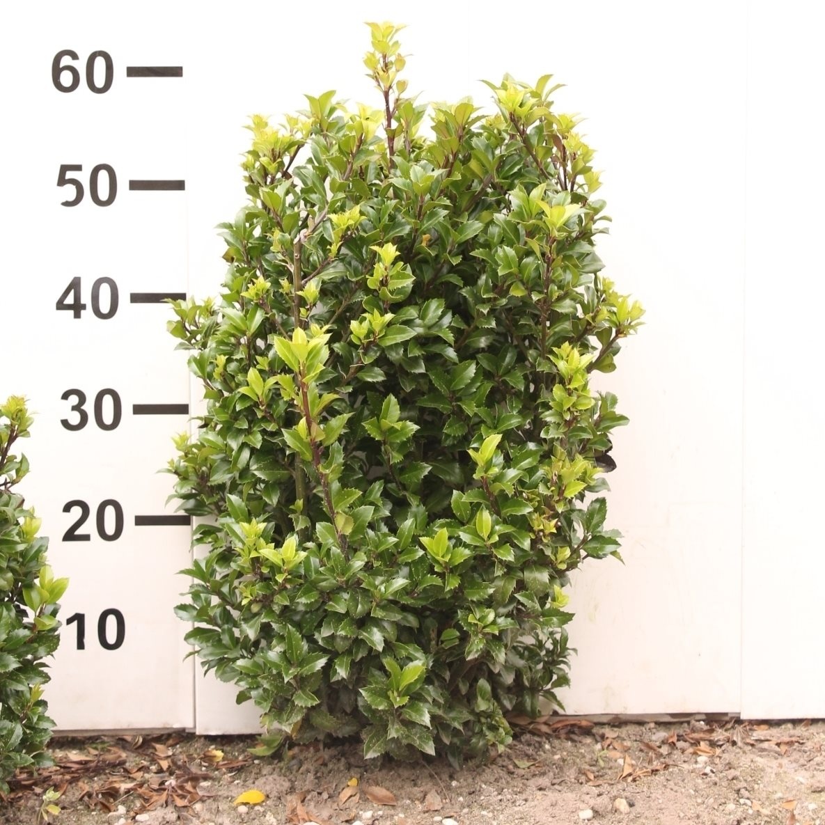 Hulsthaag - Ilex meserveae 'Blue Prince'