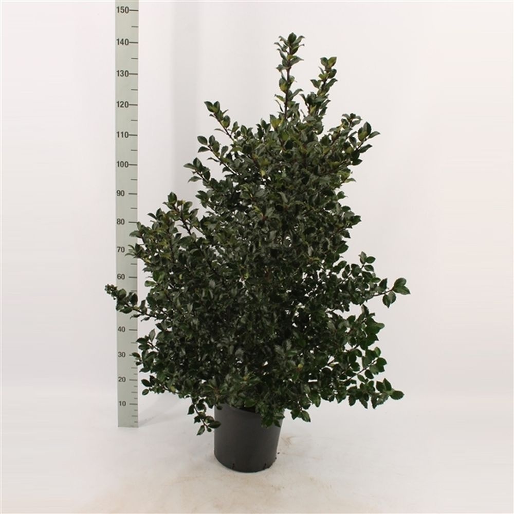 Hulsthaag - Ilex meserveae 'Blue Prince'