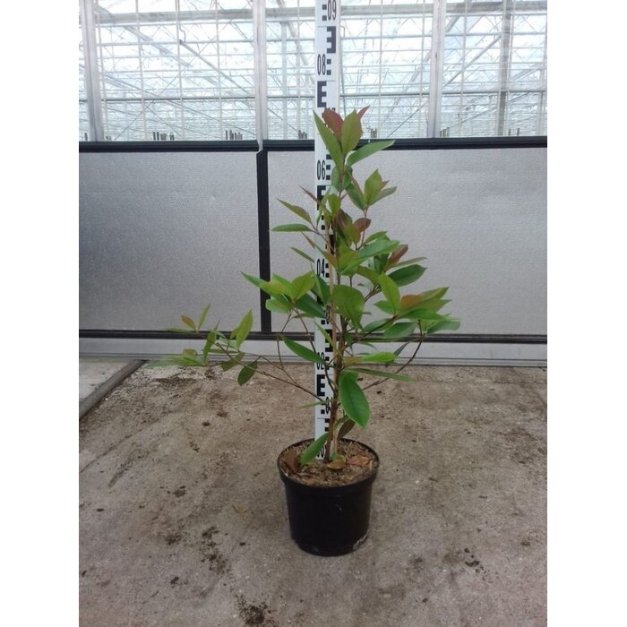 Glansmispel haag - Photinia fraseri 'Red Robin'