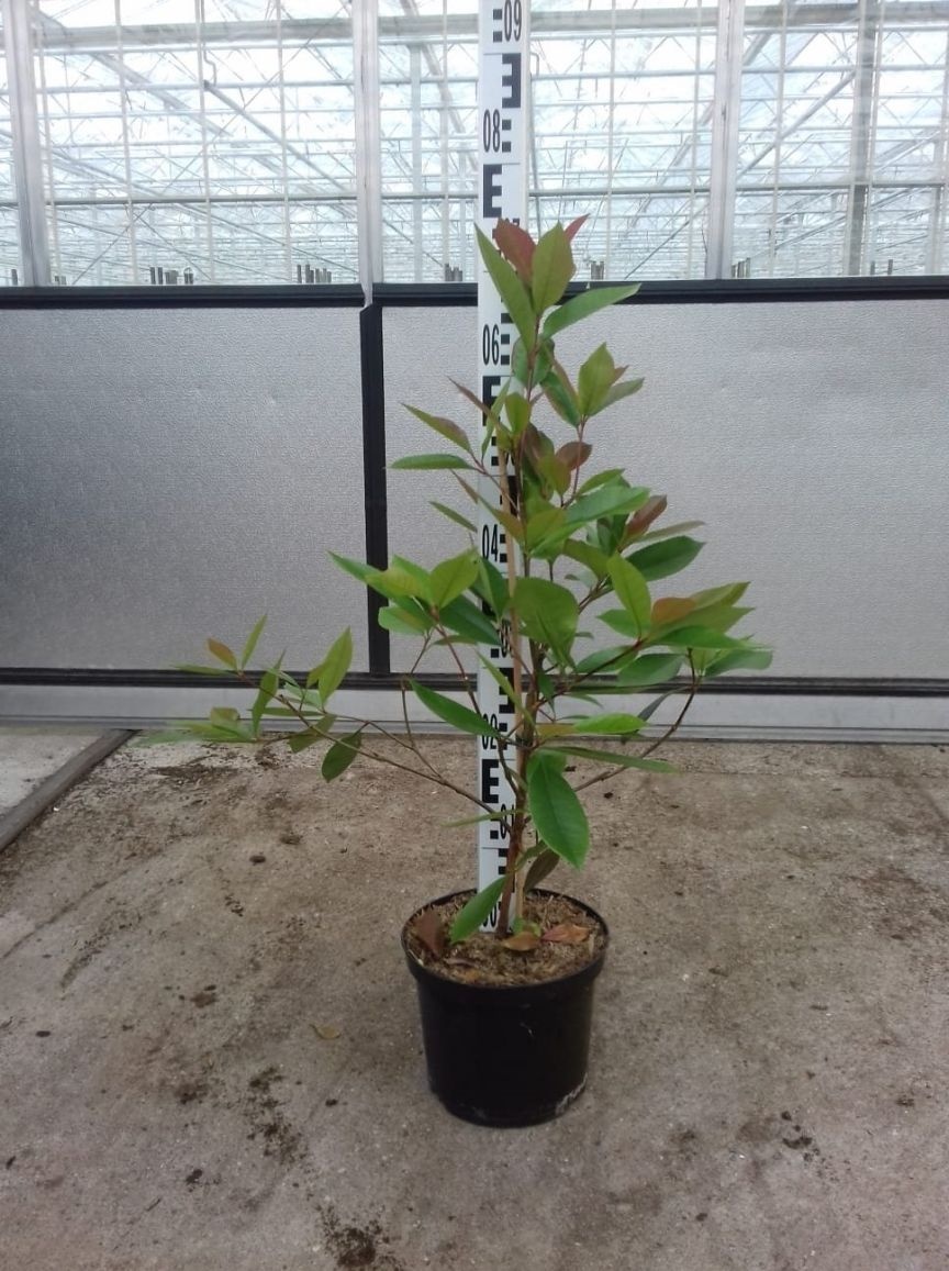 Glansmispel haag - Photinia fraseri 'Red Robin'