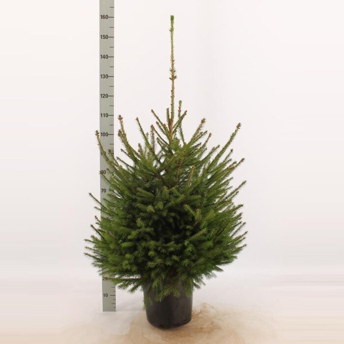 Picea abies - Fijnspar