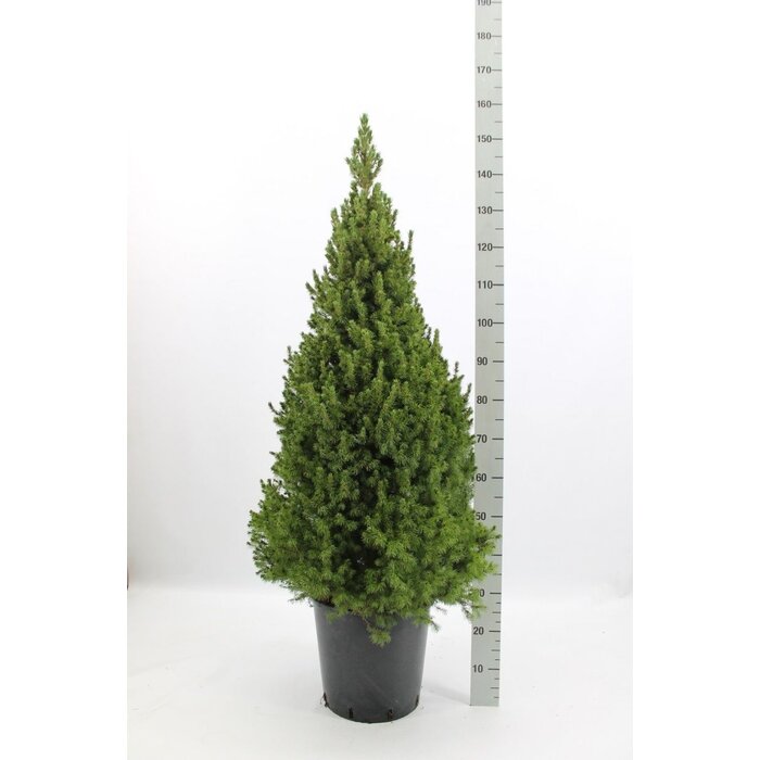 Dwergspar - Picea glauca 'Conica'