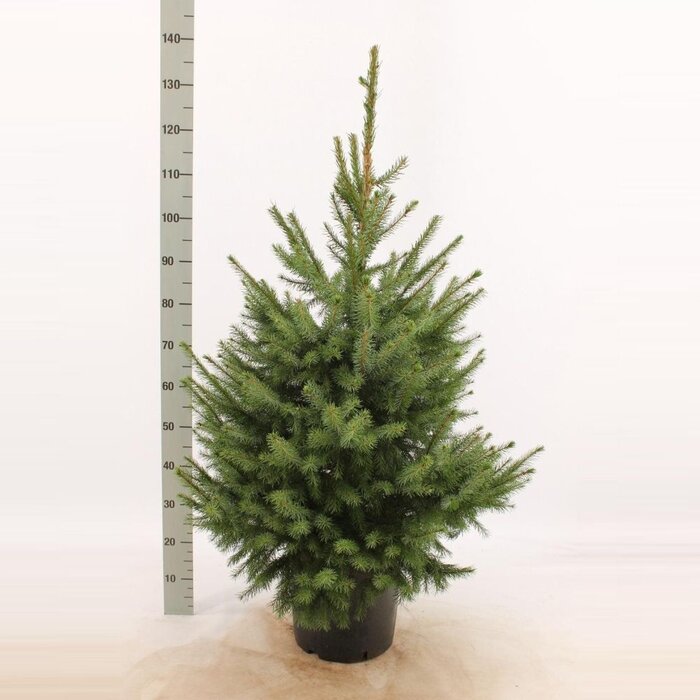 Picea omorika - Servische spar