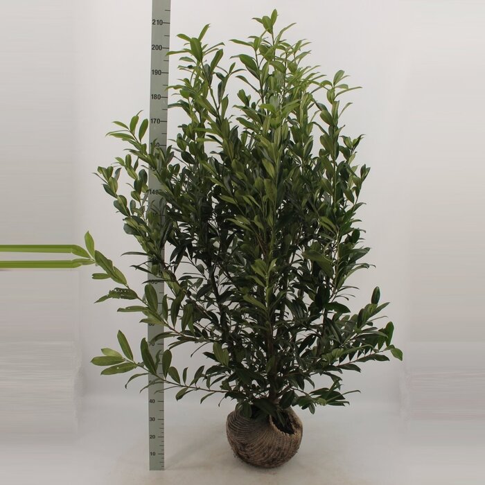 Laurierhaag - Prunus laurocerasus 'Caucasica'