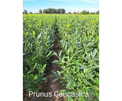 Laurierhaag - Prunus laurocerasus 'Caucasica'