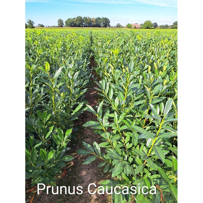 Laurierhaag - Prunus laurocerasus 'Caucasica'