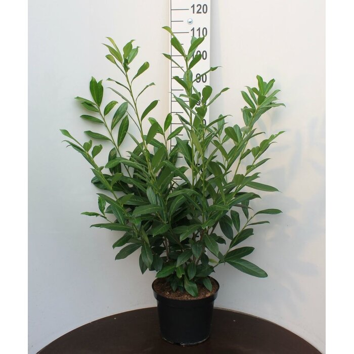 Laurierhaag - Prunus laurocerasus 'Caucasica'