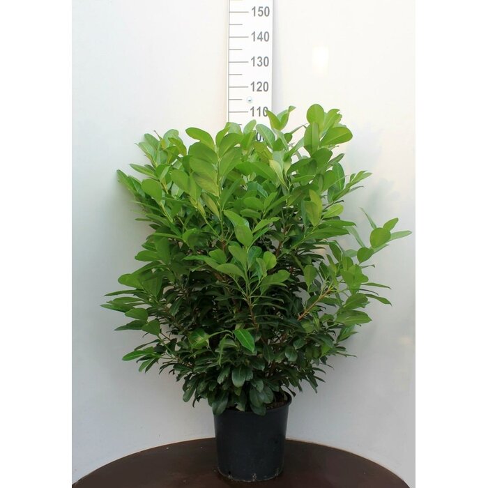 Laurierhaag - Prunus laurocerasus Etna