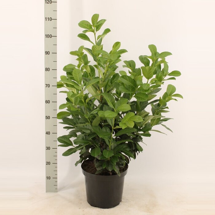 Laurierhaag - Prunus laurocerasus Etna