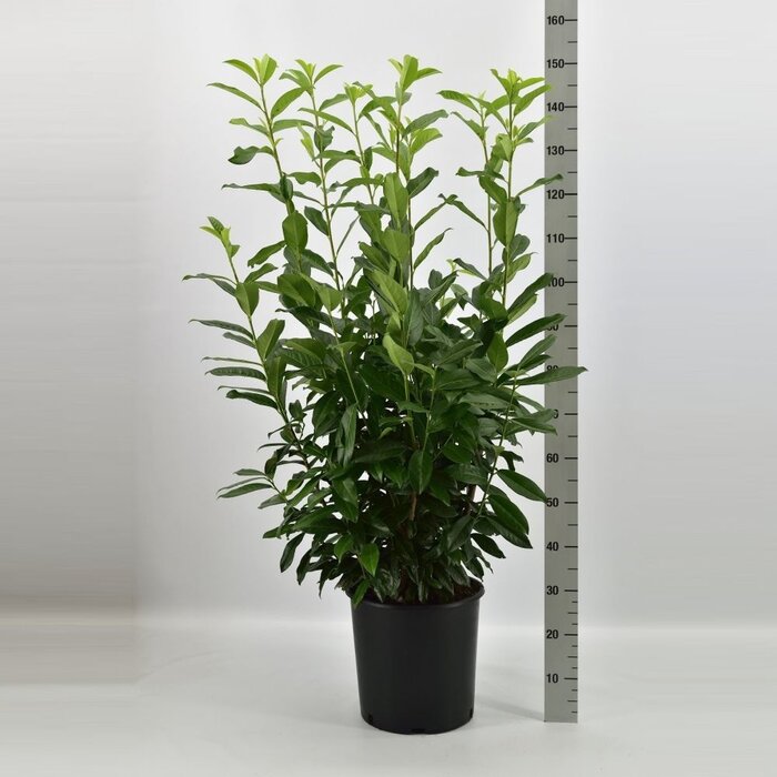 Laurierhaag - Prunus laurocerasus Genolia