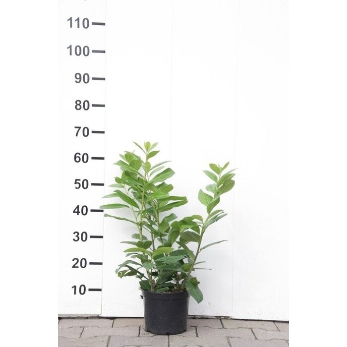 Laurierhaag - Prunus laurocerasus 'Novita'