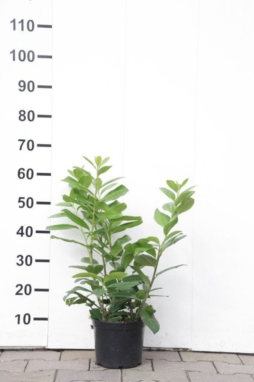 Laurierhaag - Prunus laurocerasus 'Novita'