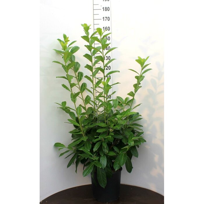 Laurierhaag - Prunus laurocerasus 'Novita'