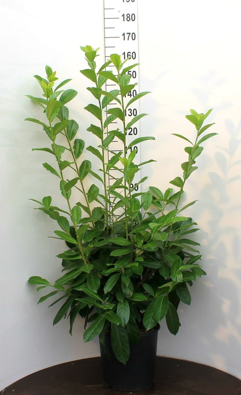 Laurierhaag - Prunus laurocerasus 'Novita'