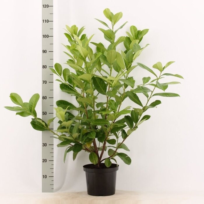 Laurierhaag - Prunus laurocerasus 'Rotundifolia'