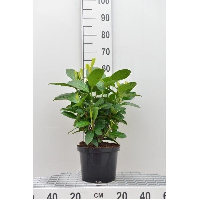 Laurierhaag - Prunus laurocerasus 'Rotundifolia'