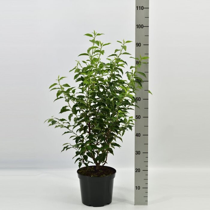 Portugese Laurierhaag - Prunus lusitanica 'Angustifolia'