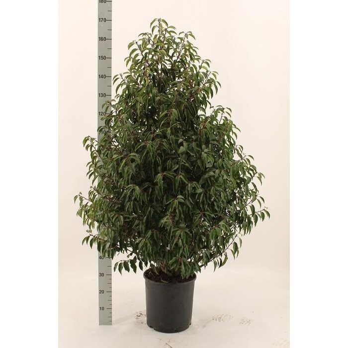 Portugese Laurierhaag - Prunus lusitanica 'Angustifolia'