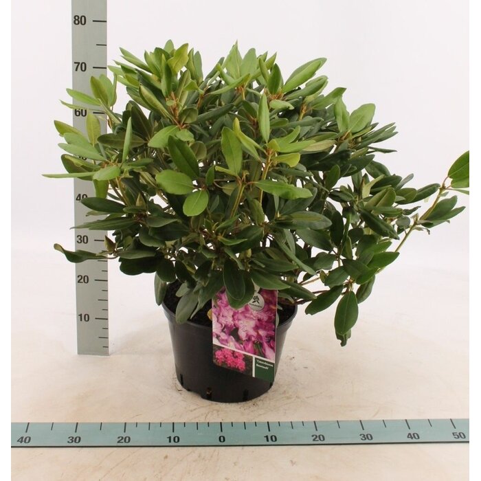 Rhododendron 'Catawbiense Boursault'