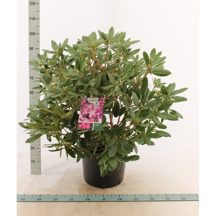 Rhododendron 'Catawbiense Boursault'