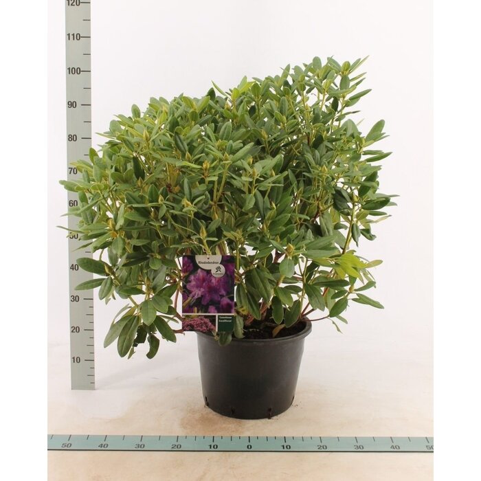 Rhododendron 'Catawbiense Grandiflorum'