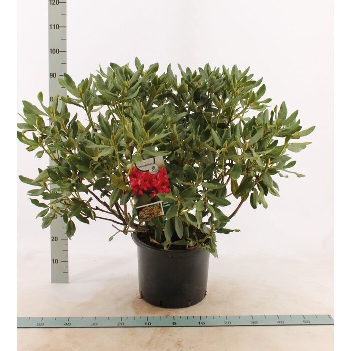 Rhododendron 'Nova Zembla'