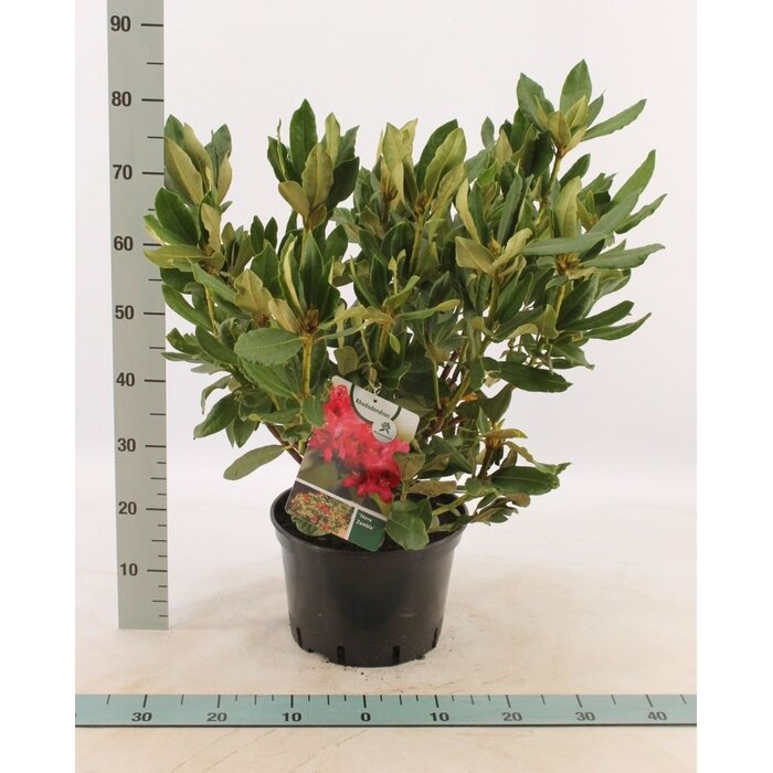 Rhododendron 'Nova Zembla'