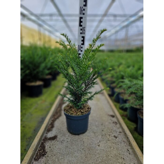 Taxushaag - Taxus baccata