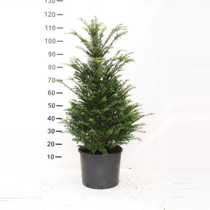 Taxushaag - Taxus baccata
