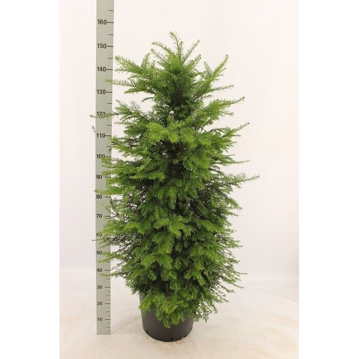 Taxushaag - Taxus baccata