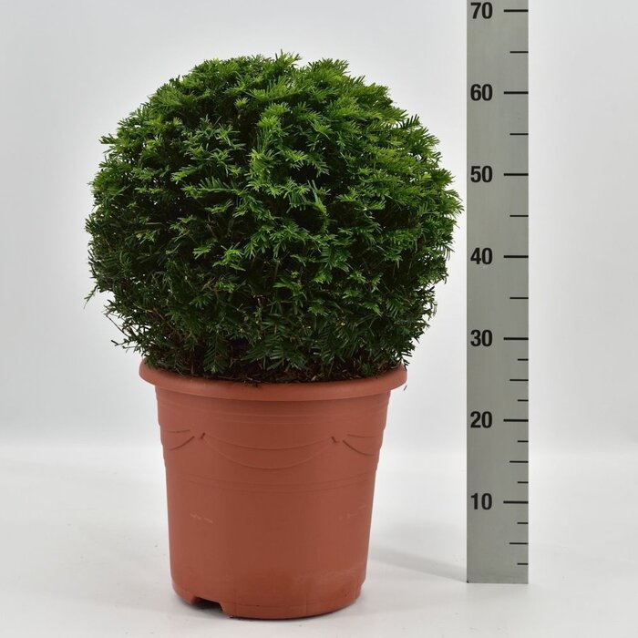 Taxusbol - Taxus baccata (Bol)