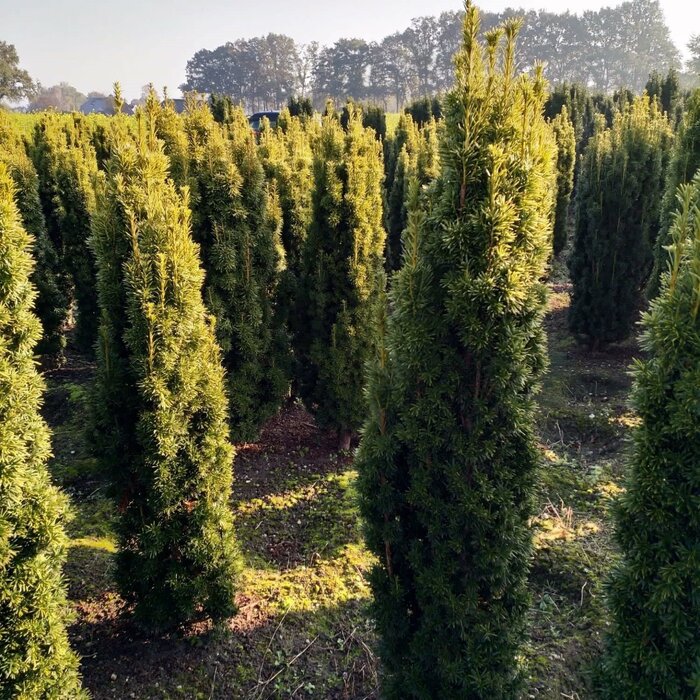 Ierse taxus - Taxus baccata 'Fastigiata Aurea'